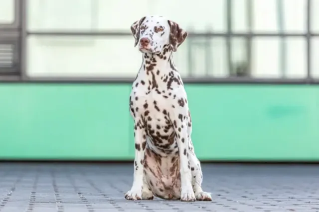 How Smart Are Dalmatians? Facts & FAQ
