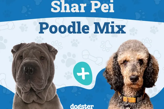 Shar-Poo (Shar-Pei & Poodle Mix): Info, Pictures, Care & More