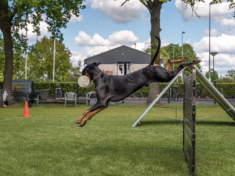 Doberman dog doing schutzhund training