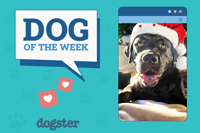 Dogster Photo Contest: Dogs of the Week Winners (January 15, 2026)