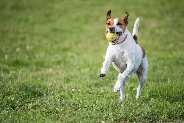 How to Teach Your Dog to Fetch in 4 Vet-Verified Steps