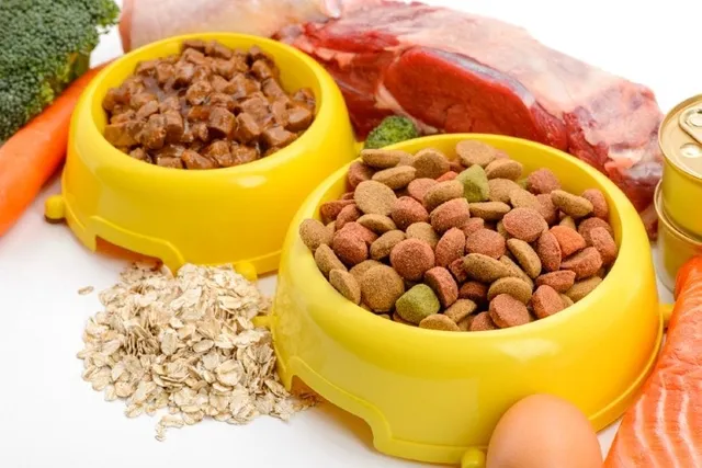 Can You Mix Wet and Dry Dog Food? Vet-Verified Pros & Cons