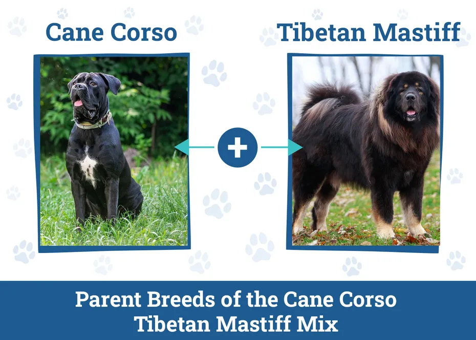 Cane Corso Tibetan Mastiff Mix