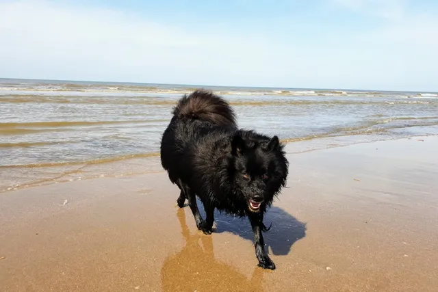 Giant German Spitz Dog Breed: Info, Pictures, Care & More