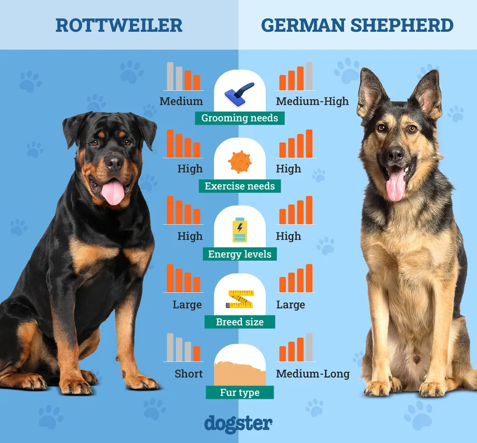 Dogster_Side by Side Comparison_ Rottweiler vs German Shepherd