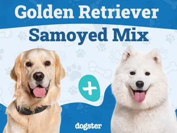 Golden Sammy (Samoyed Golden Retriever Mix): Info, Pictures, Care & More