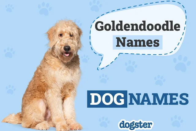 325+ Adorable Goldendoodle Names
