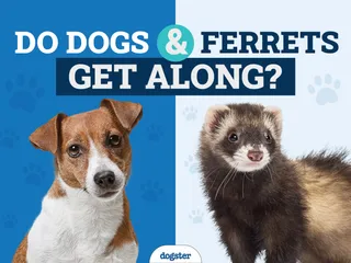 Do Dogs & Ferrets Get Along? Vet-Approved Introduction & Safety Tips