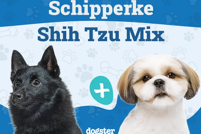 Skip-Shzu (Schipperke & Shih Tzu Mix): Info, Pictures, Care & More