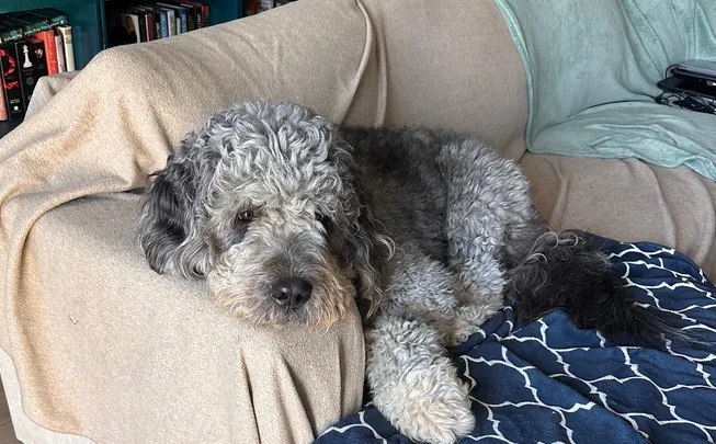 Curly-haired grey dog resting on a couch with a patterned blanket