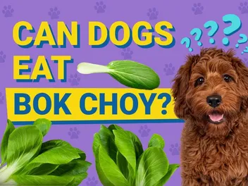 Can Dogs Eat Bok Choy? Vet-Verified Health Facts & FAQ