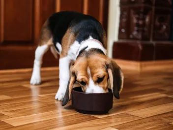 10 Best Foods for Dogs With Arthritis in 2026 - Reviews & Top Picks