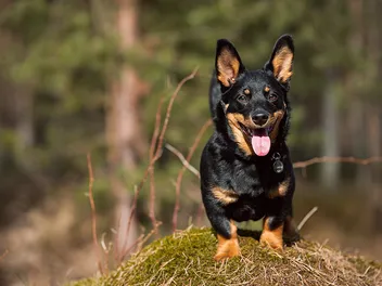 Lancashire Heeler Dog Breed: Info, Pictures, Facts, & Traits