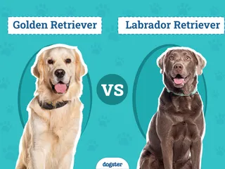 Golden Retriever vs Labrador Retriever: The Key Differences (With Pictures)