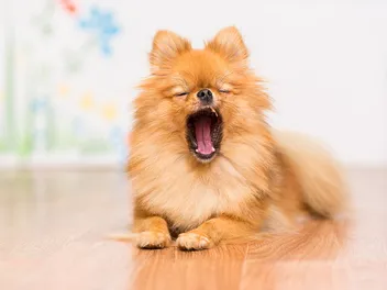 Why Do Dogs Yawn? 6 Vet-Reviewed Reasons