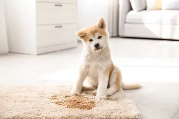 Dog Pee on the Rug