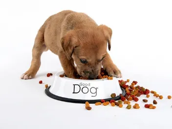 Why Does My Puppy Eat So Fast? 5 Vet-Reviewed Reasons & Advice