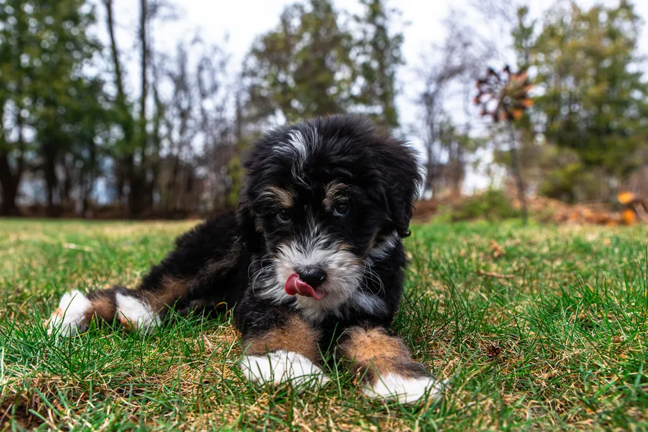 Bernedoodle Puppy lying on the ground