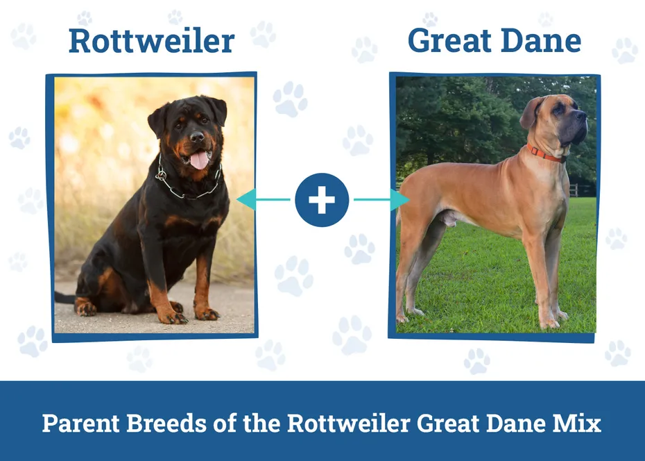 Parent Breeds of the Rottweiler Great Dane Mix
