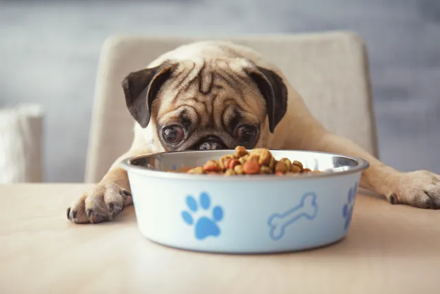 Vets Reveal Top Dog Food Allergens to Watch Out For