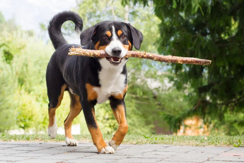 entlebucher mountain dog