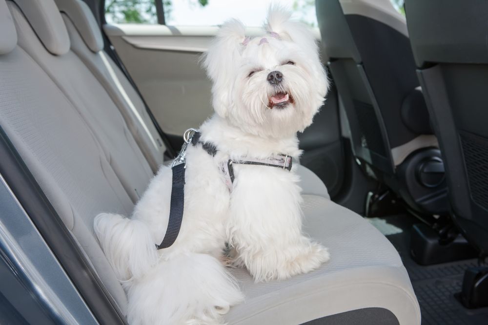 maltese-dog-sitting-in-the-car