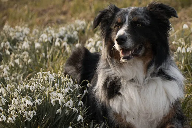 When Will My Australian Shepherd Go Into Heat? Vet-Verified Facts