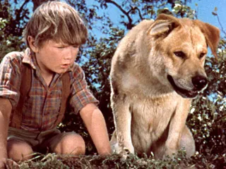 What Breed of Dog Was Old Yeller? Famous Movie Dogs