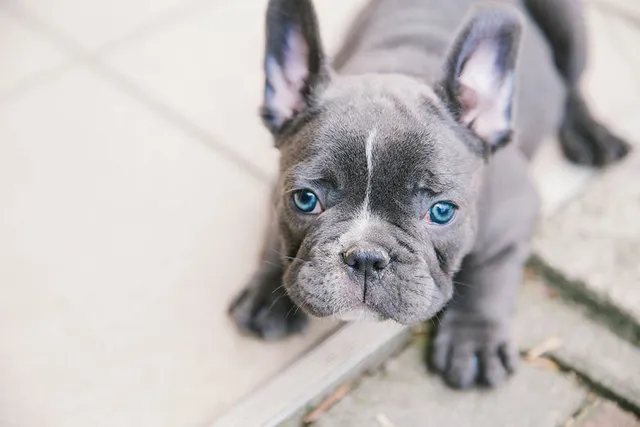 Blue French Bulldog: Info, Pictures, Origin & History