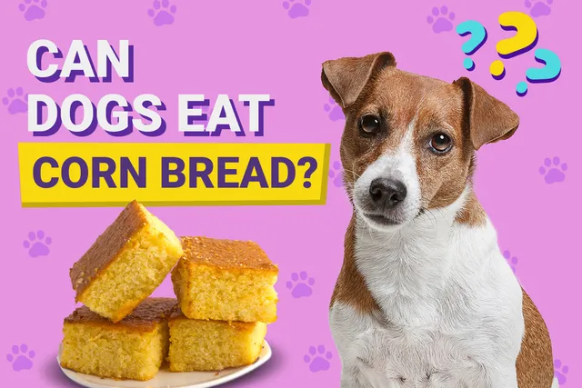 Can Dogs Eat Cornbread? Vet-Approved Facts & FAQ