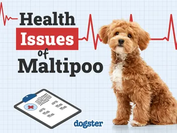 11 Common Maltipoo Health Issues to Watch Out For: Signs & Treatments