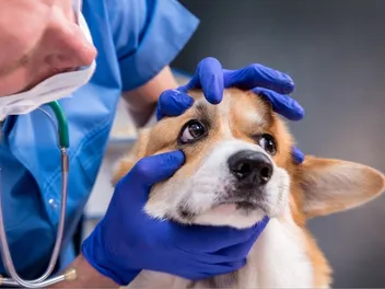 Pet Insurance & Cataract Surgery: Facts, Coverage, Cost & FAQ