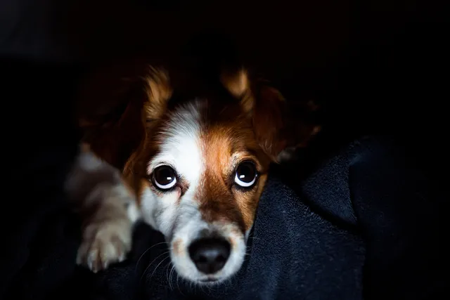 Can Dogs See in the Dark? Vet-Reviewed Facts & FAQ