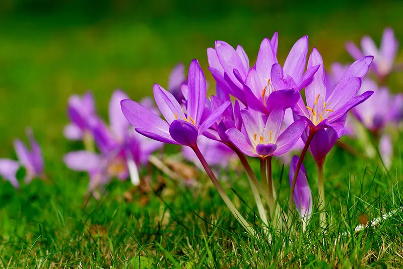 autumn crocus flowers