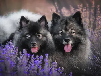 My Dog Ate Lavender Plant! What Should I Do? (Vet Answer)