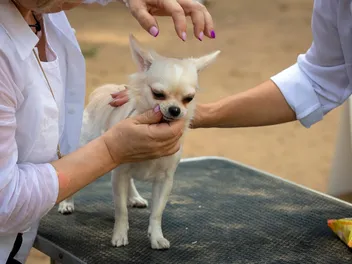 Do Chihuahuas Shed? Vet-Verified Facts & Info