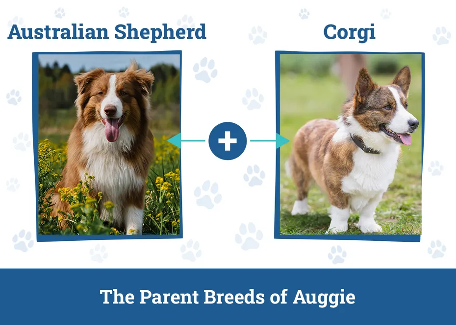 The Parent Breeds of Auggie