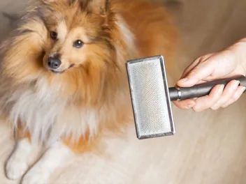Do Shetland Sheepdogs Shed? Vet-Verified Breed Facts & Care Tips