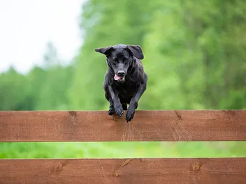 How to Keep a Dog From Jumping & Climbing the Fence: 12 Vet-Approved Tips