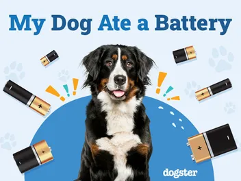 My Dog Ate a Battery: What to Do, Signs & Treatment (Vet Answer)
