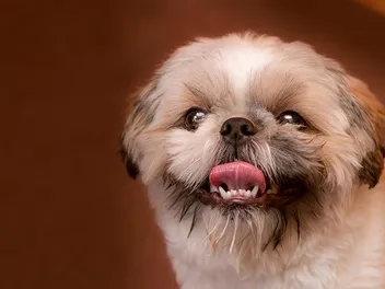 How Do Shih Tzus Teethe? Vet-Verified Timelines