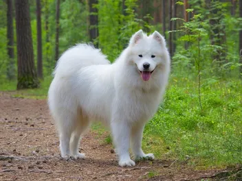 10 Most Beautiful Dog Breeds: Info, Pictures & Traits