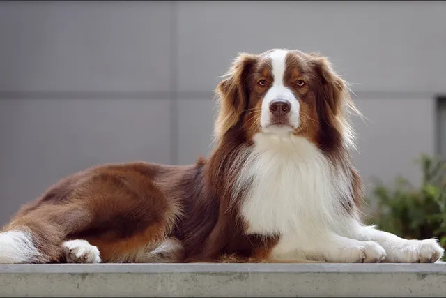 Do Australian Shepherds Shed a Lot? Breed Coat Facts & FAQ