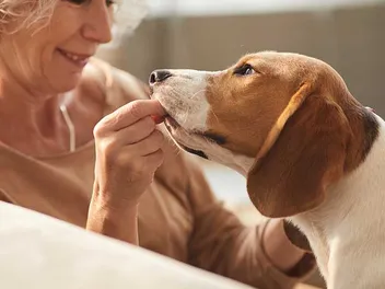 5 Best Cranberry Supplements for Dogs in 2026 - Reviews & Top Picks