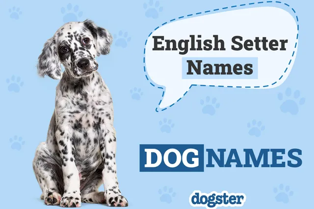 200+ Popular & Unique English Setter Names: Ideas for Spotted Sport Dogs