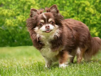 What Were Chihuahuas Bred For? Vet-Reviewed History & FAQ
