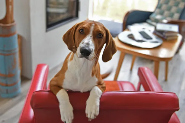 How Much Does a Dog Cost? 2026 Price Guide
