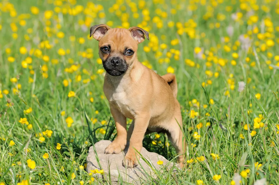 puggle puppy standing on a rock in the middle of a flower garden