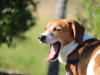 Is a Dog’s Bad Breath Typically From Their Stomach? Vet-Reviewed Facts