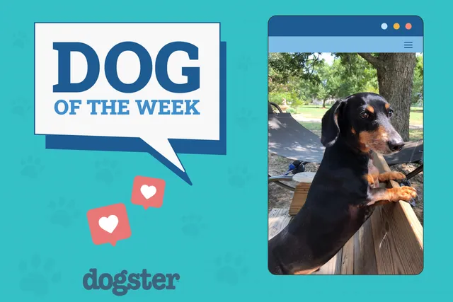 Dogster Photo Contest: Dogs of the Week Winners (January 29, 2026)